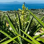 Panoraea & Pelion *