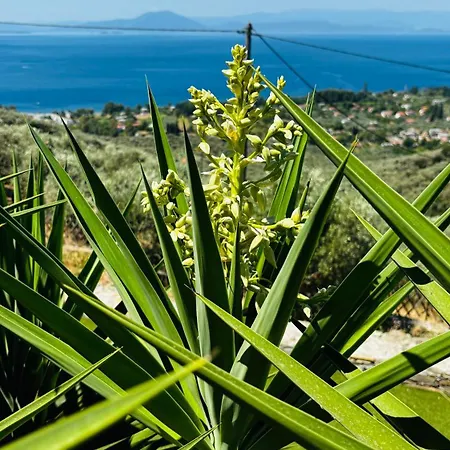 Panoraea & Pelion *